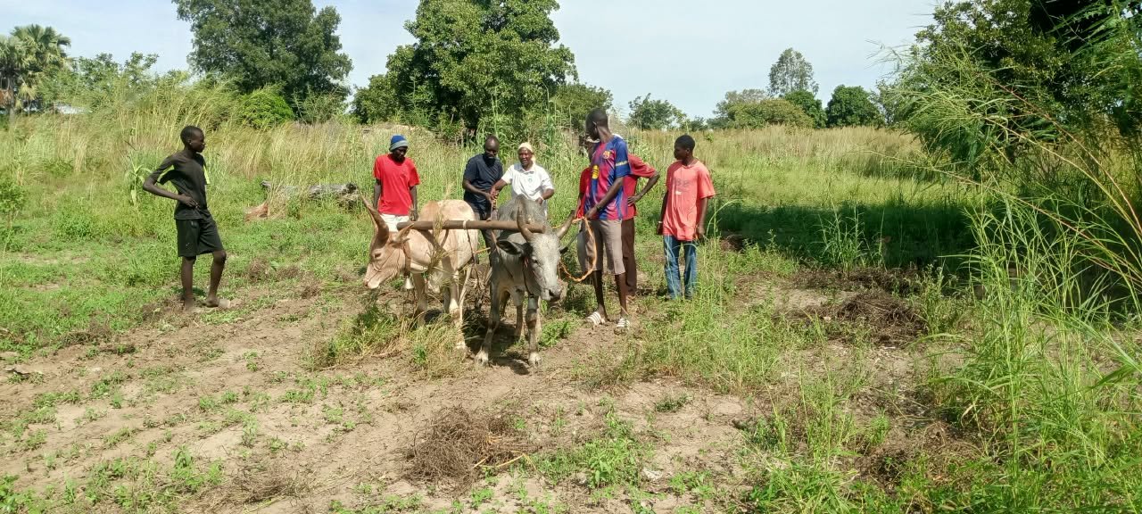 Farmers gather beside two yoked oxen in a field.