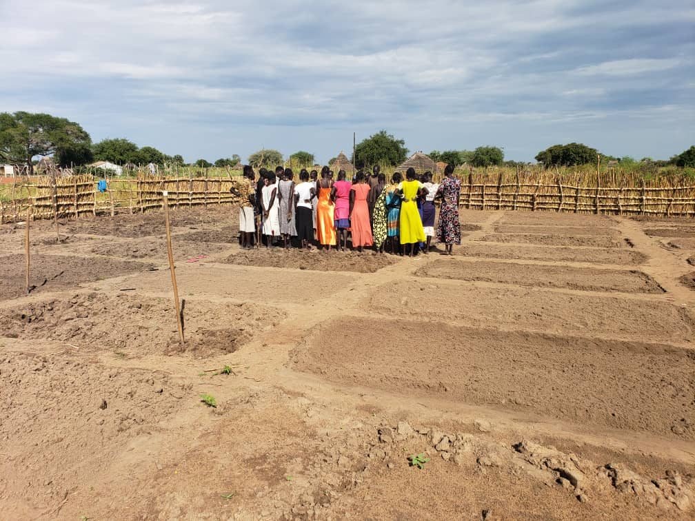 Demonstration farm plots established with Tonj North farming communities.