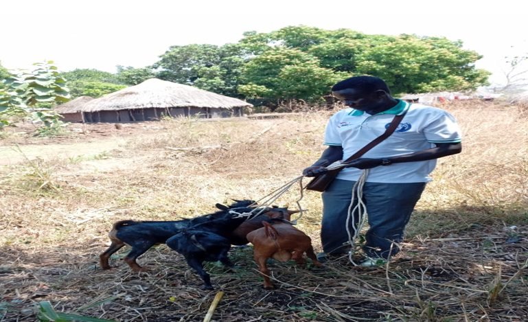 A beneficiary receiving practical livestock care support.